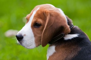Mobile Dog Grooming Louisville KY