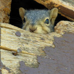 squirrelinattic