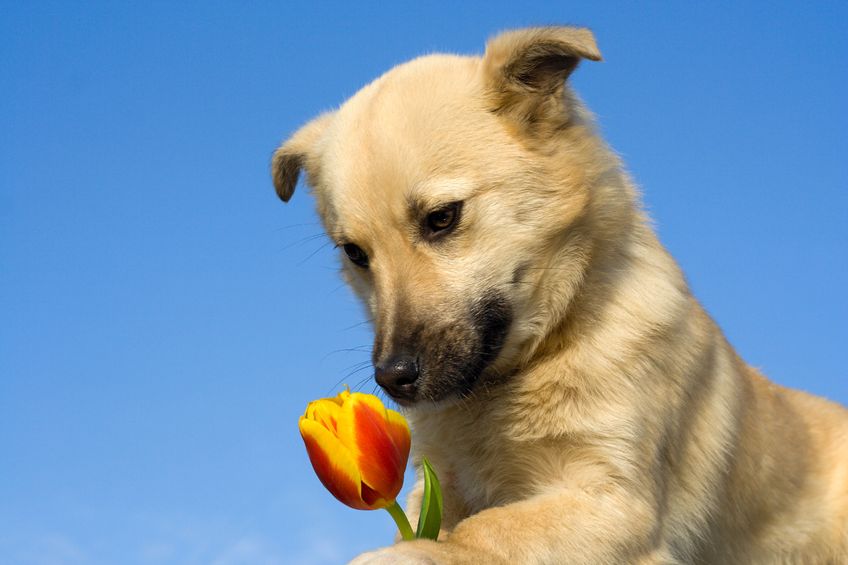Choosing the Right Vet Clinic in Indianapolis, IN for Personalized Pet Care Solutions
