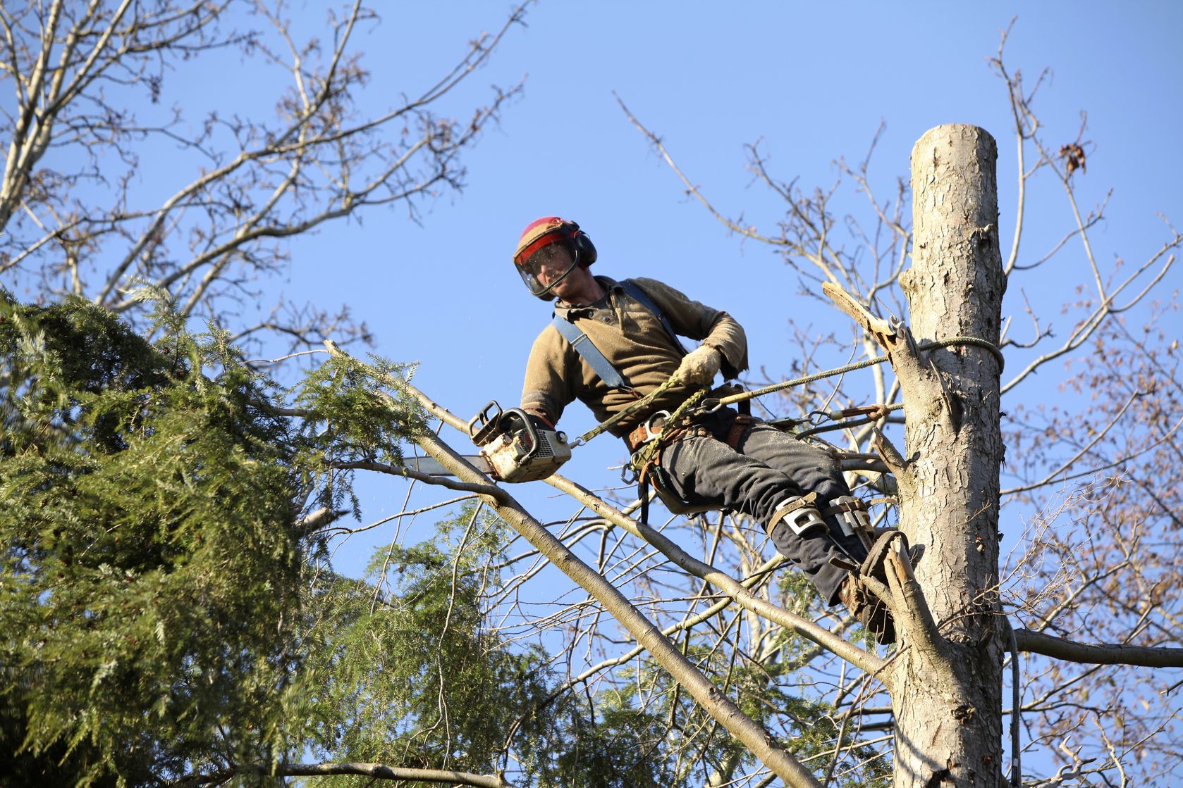 Top-Notch Tree Service in Smyrna, GA Is a Must for Your Yard to Look Good