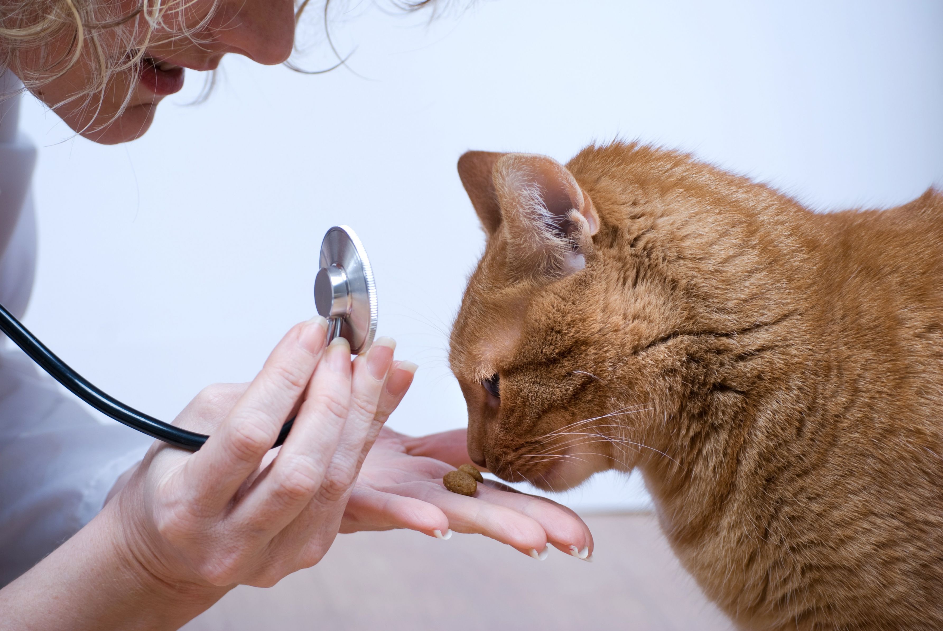 Why A Cat Owner Should Visit A Cat Spay Clinic?