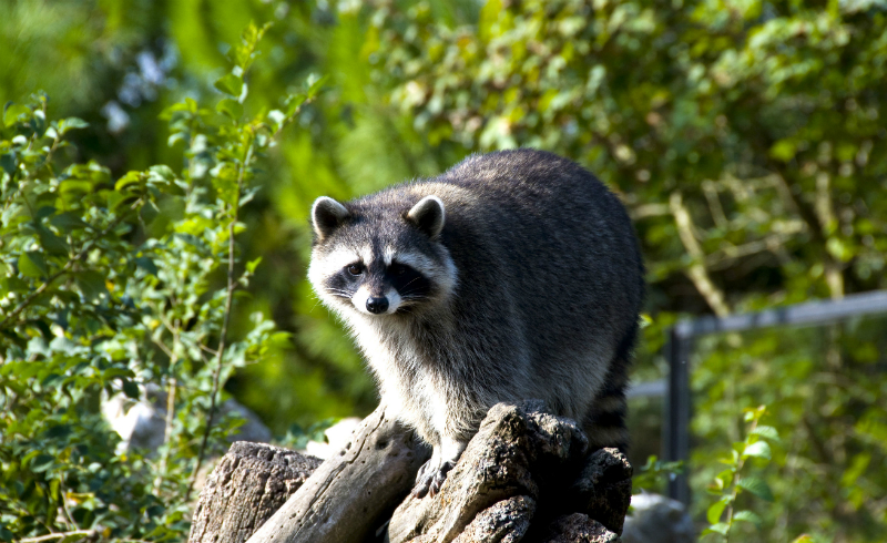 Does Your Insurance Policy Cover Racoon Damage?
