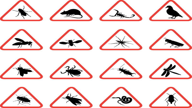 What To Expect From Bird Mite Treatment