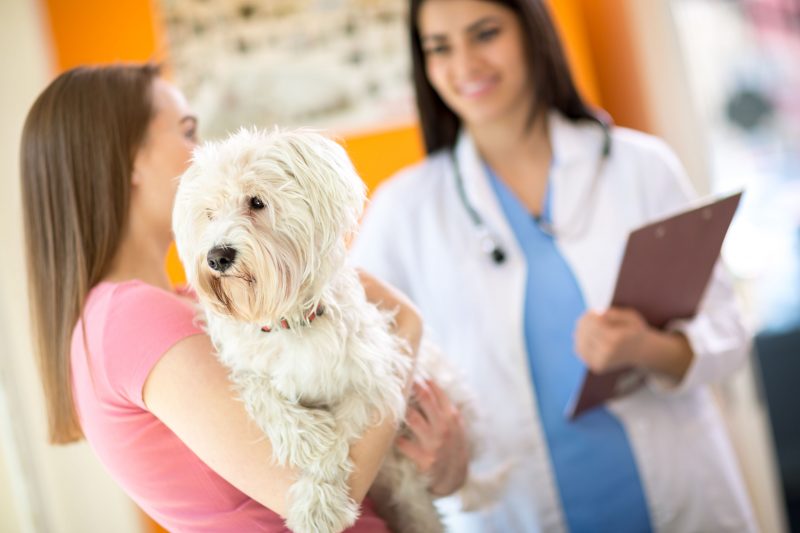 Pet Surgery: What You Should Expect