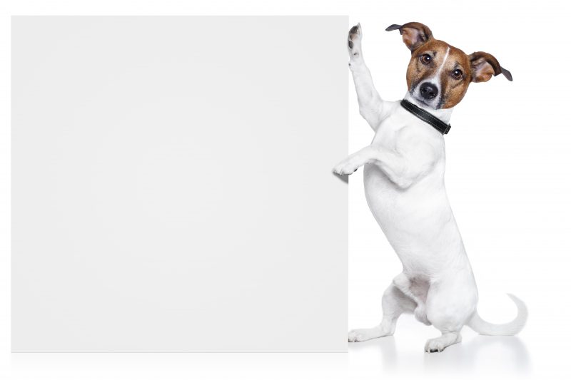 Exploring Oncology for Dogs in Troy, OH: New Advances in Cancer Treatment