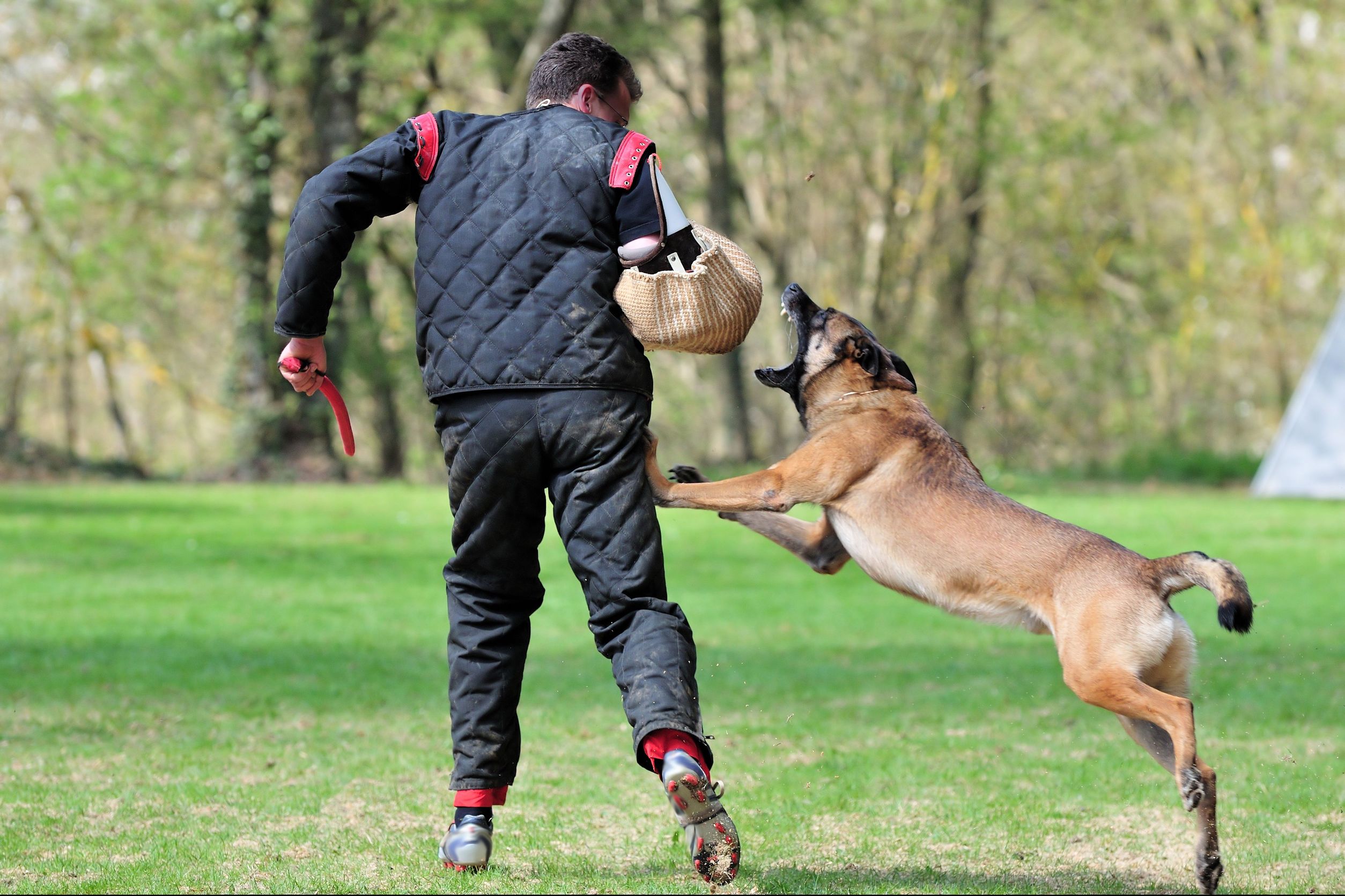 Dog Training in Omaha NE Offered by Cottonwood Pet Resort