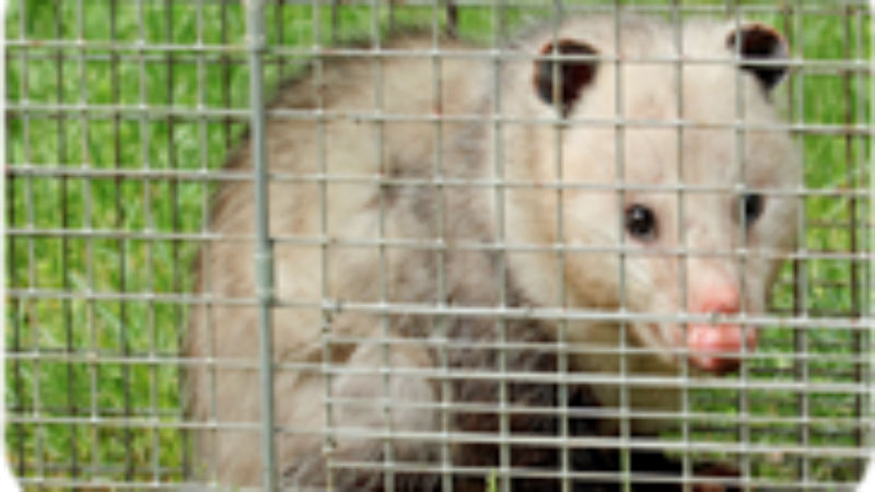 Targeted Wildlife Control in Reynoldsburg by Setting Humane Traps