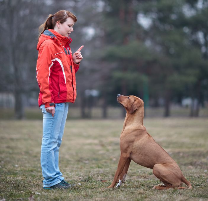 The Benefits of Having a Well-Trained Dog