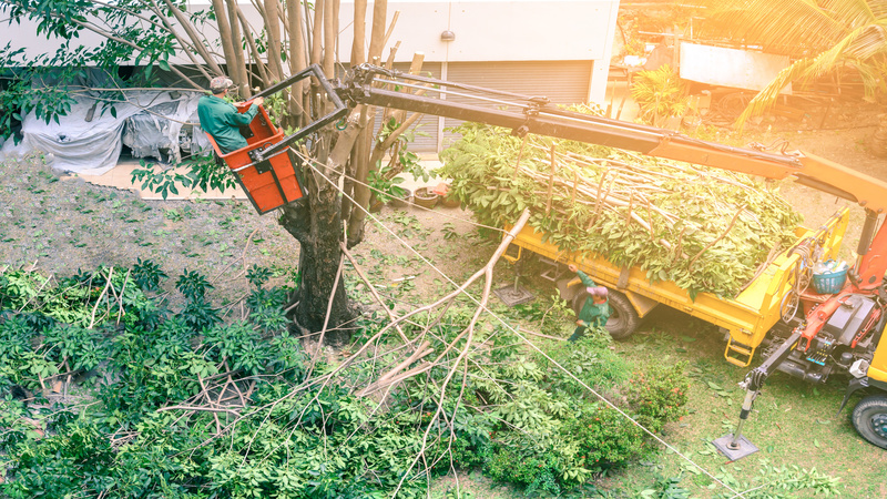 What Can a Tree Service Company in Gig Harbor WA Do for You?