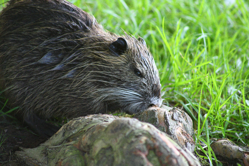 Call a Pro For Opossum Removal in Westerville OH If They’re Inside the House