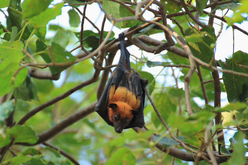 How to Know When to Call in a Professional for Bat Removal in Dublin, OH