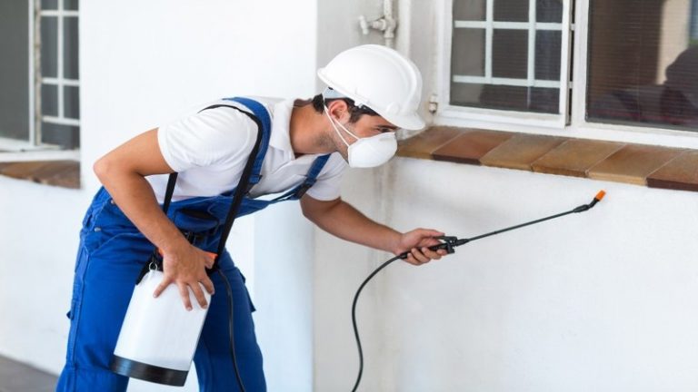 Choosing professional pest control in Sarasota, FL for effective long-term pest prevention