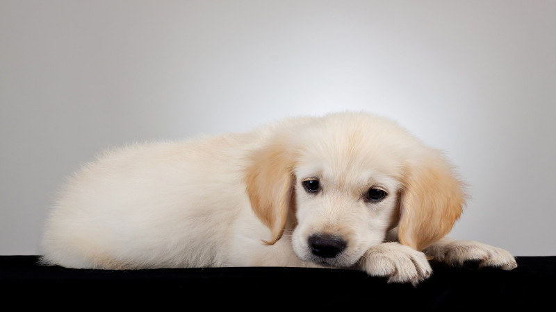 Finding the Best Dog Boarding Services in Denver