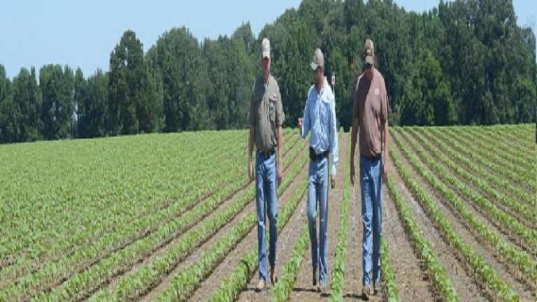 Carbon Sequestration Strategies That Are Reshaping Agriculture and Ensuring Food Security