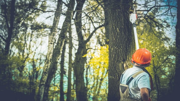 Exceptional Tree Care Services Near Middletown Township NJ for Stunning Yards
