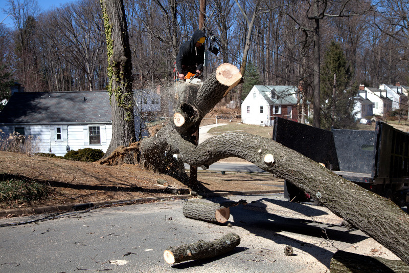 Getting The Help of Land Clearing Companies in Smyrna, GA, Makes Things Far Simpler