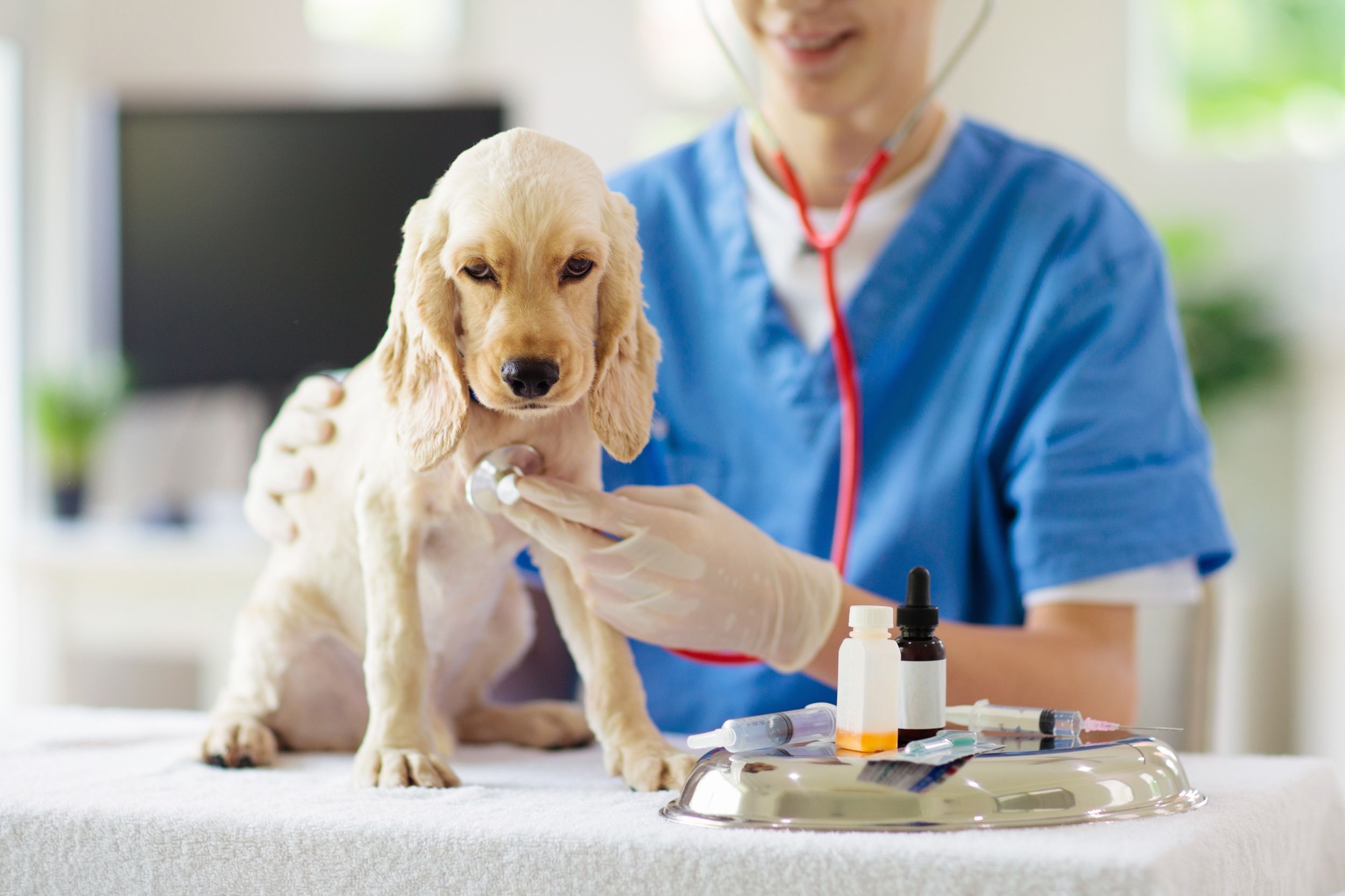 A New Best Friend for Your Pet: Pet Hospital in Hacienda Heights CA