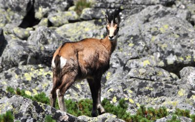 How to Tell If You Need Wildlife Removal Services in Wildwood, MO