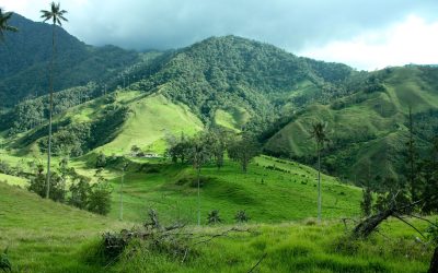See How a Temecula Sod Company Can Beautifully Transform Your Lawn