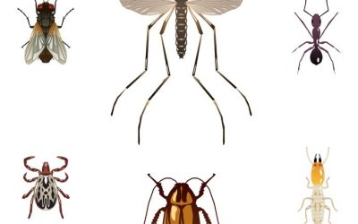 Find the Best “Mosquito Control Near Me” for Effective Services