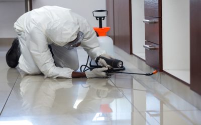 Do You Need Pest Exterminator Services for Termites?