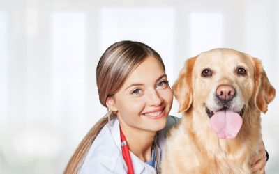 It’s Important to Find a Dog Daycare Center in Denver That You Can Trust
