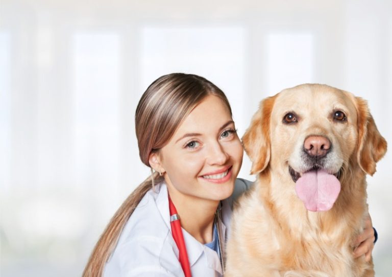 It’s Important to Find a Dog Daycare Center in Denver That You Can Trust