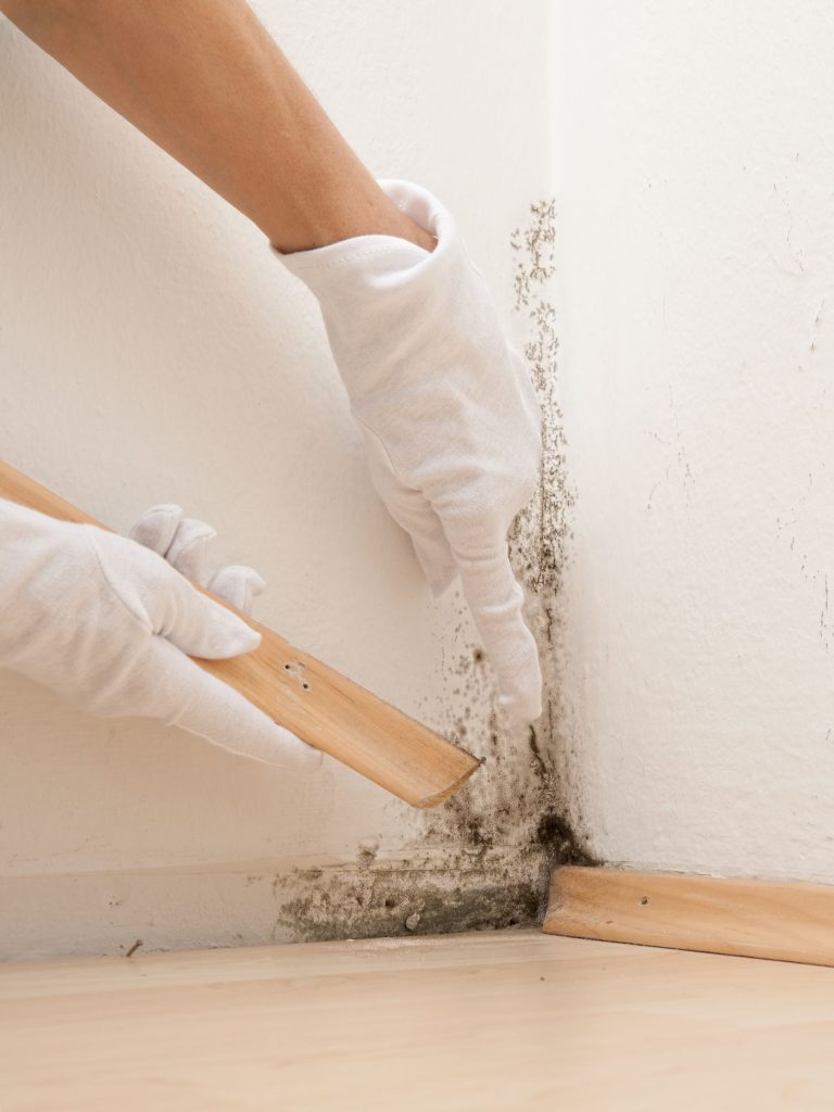 Defeat Mold Before It Spreads With Mold Removal in Atlantic Beach, FL
