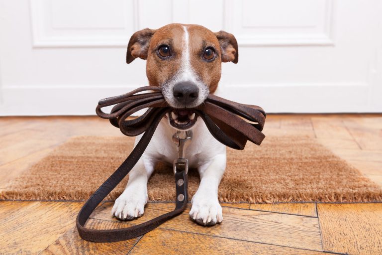 Effective Dog Training Services in Salt Lake City, UT