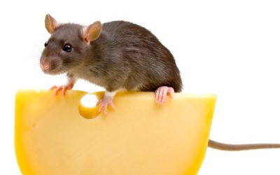 Effective Strategies for Eliminating Mice Infestations: Mice Extermination in Naperville, IL