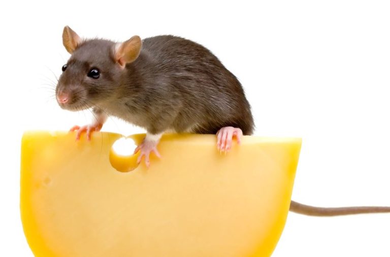 Effective Strategies for Eliminating Mice Infestations: Mice Extermination in Naperville, IL