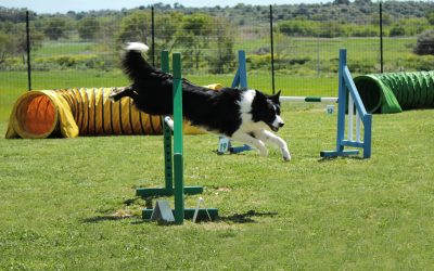 Effective Puppy Training in Las Vegas, NV – Building a Well-Behaved Companion