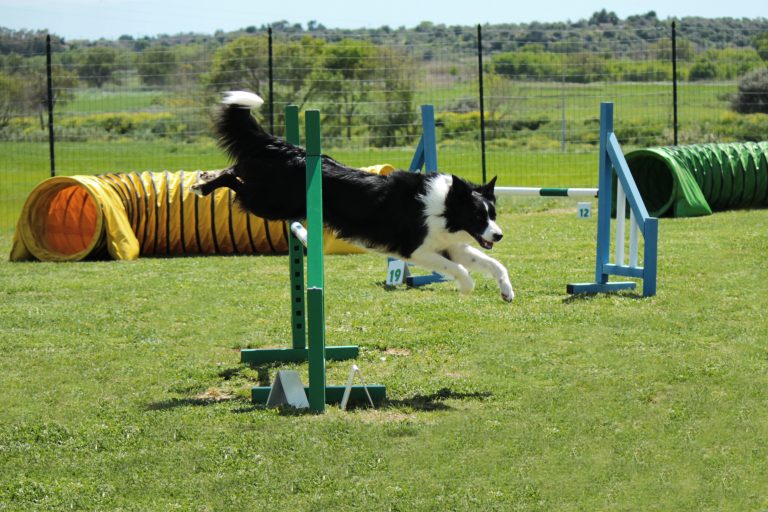 Effective Puppy Training in Las Vegas, NV – Building a Well-Behaved Companion