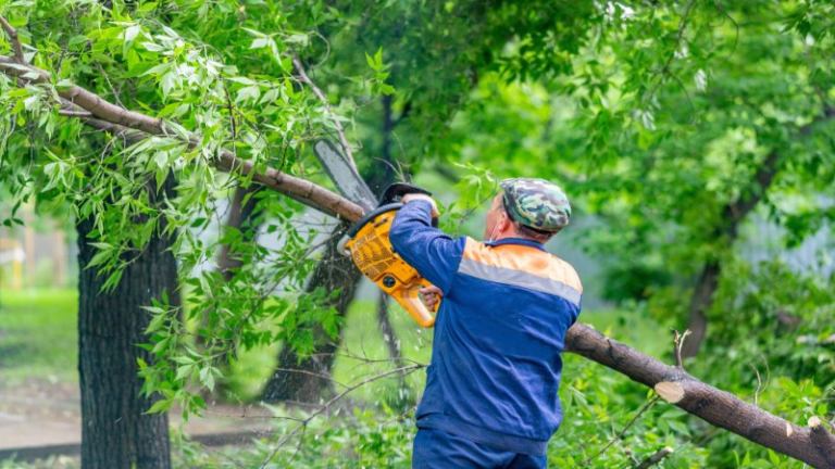 Expert Tree Removal and Care from Tree Company Atlanta, GA