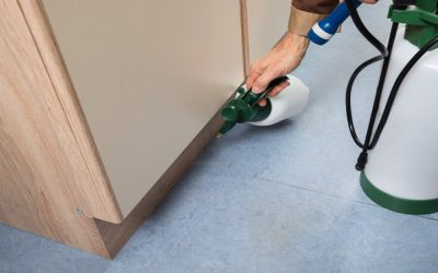 Reliable Pest Control Company Prosper TX for Hassle-Free Living