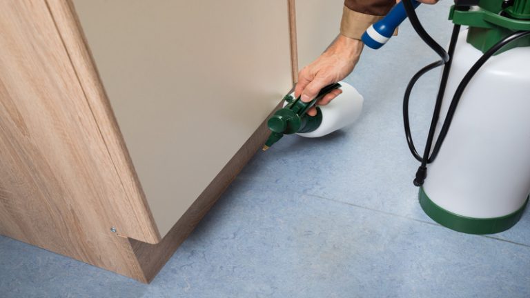 Reliable Pest Control Company Prosper TX for Hassle-Free Living