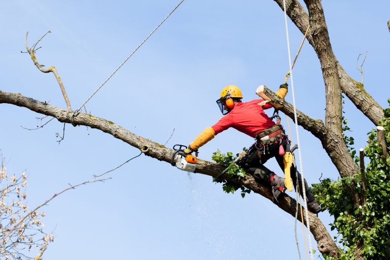 Tree Cutting Service Atlanta, GA Reliable Experts for Fast and Safe Tree Removal