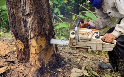 Residential Tree Trimming Euclid OH Solutions to Prevent Costly Property Damage