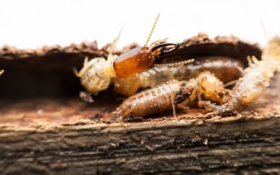 How Bed Bug Removal Anderson IN Can Help You Sleep Soundly Again Tonight