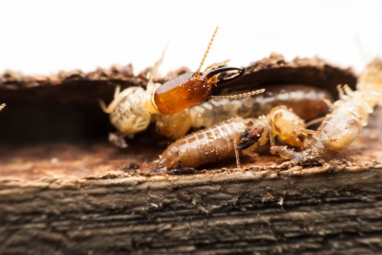 How Bed Bug Removal Anderson IN Can Help You Sleep Soundly Again Tonight