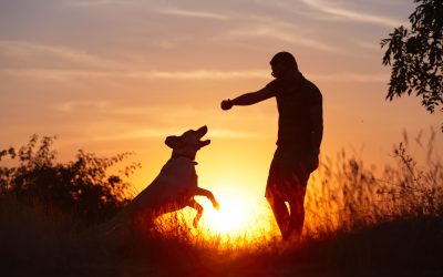 Dog Behavior Training: Solving Everyday Challenges for Surprise Pet Owners
