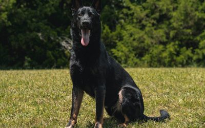 Choosing the Right Dogs For Family And Protection That Suit American Homes and Lifestyles