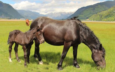 Protect Your Horse with Equine Horse Cooling Blankets for Summer Comfort