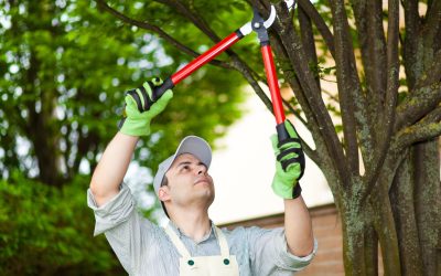 Expert care for your landscape starts with a reliable tree service near Marietta, GA today