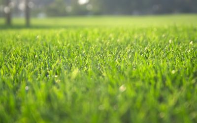 Key Benefits of Choosing Lawn Maintenance Services in Olive Branch, MS, for Curb Appeal