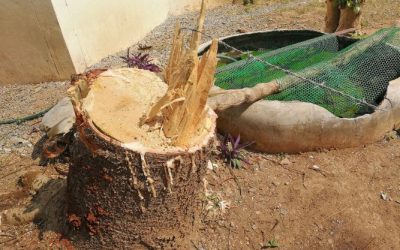 Keep Your Yard Safe and Beautiful with a Reliable Tree Trim Service Thornton, CO Trusts