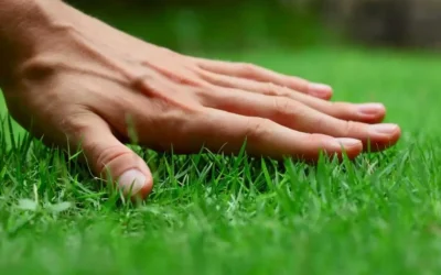 Improve Your Curb Appeal by Choosing Lawn Fertilization Mt. Washington, KY, Services
