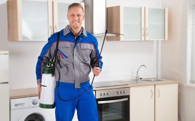 New Jersey Homes Stay Protected Year-Round With Professional Exterminator NJ Services