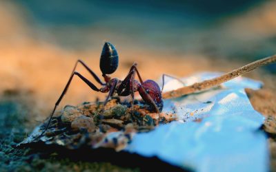Protect Your Home with Expert Carpenter Ant Removal Services Fort Wayne IN Homeowners Trust