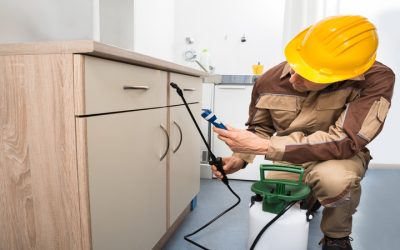 Pests Invading Your Home How Exterminator Plymouth County MA Can Restore Comfort Fast